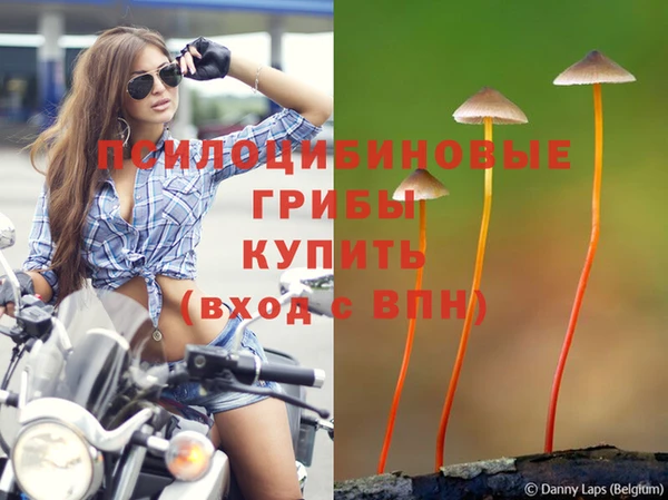 индика Волоколамск